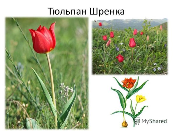 Тюльпан Шренка рисование