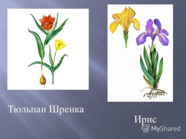 Тюльпан Грейга гербарий