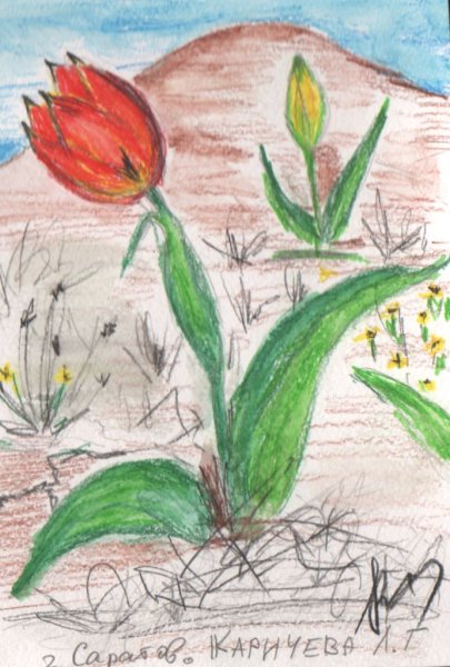 Строение тюльпана Шренка