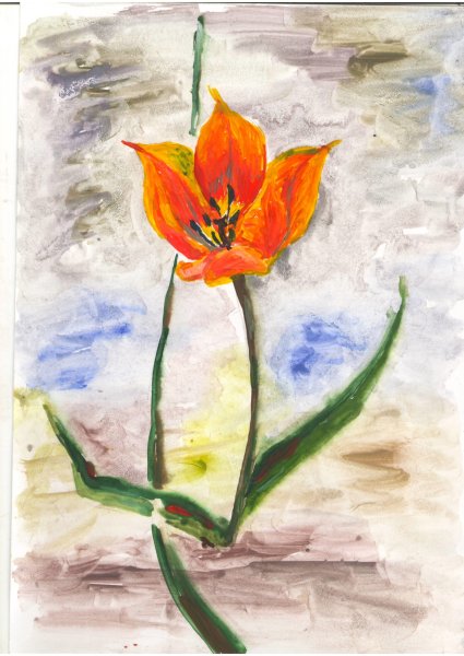 Тюльпан Шренка рисование