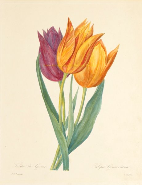 Рисовать тюльпан Шренка