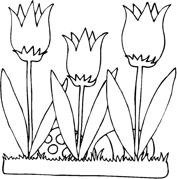 Тюльпан Шренка раскраска