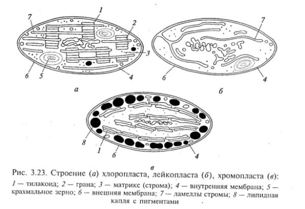 Хлоропласт в клетке рисунок