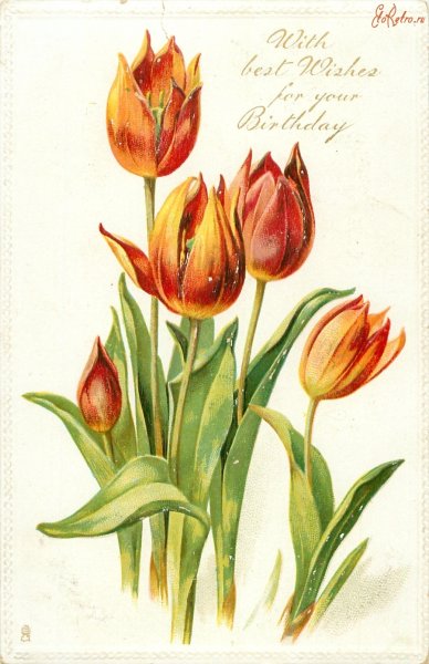 Тюльпан Шренка красная