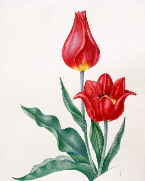 Тюльпан детский рисунок
