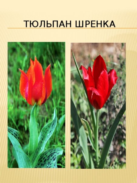 Тюльпан Шренка