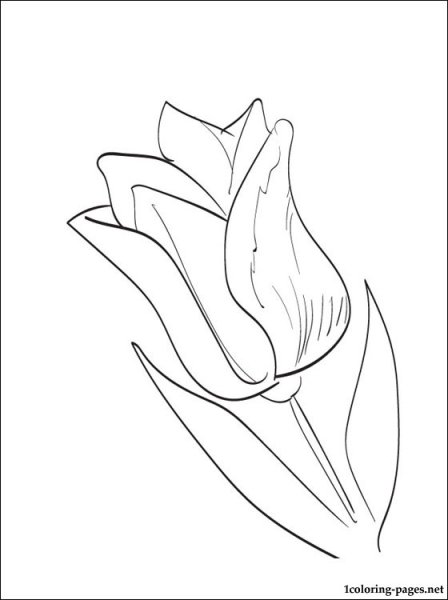 Строение тюльпана Шренка