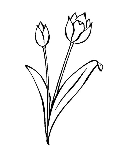 Tulipa Botanical