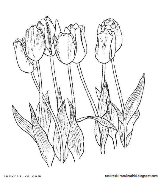 Тюльпан эскиз