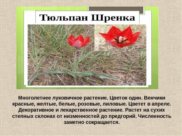 Тюльпан Шренка красная