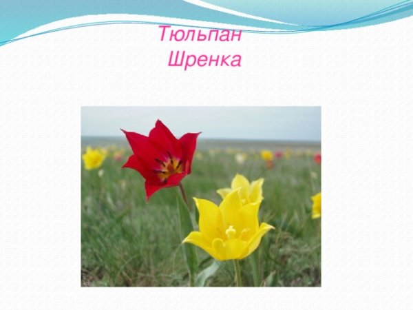 Тюльпаны для срисовки