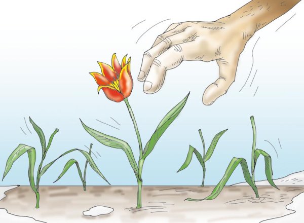 Тюльпан Шренка луковица