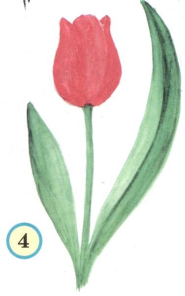 Редуте тюльпаны