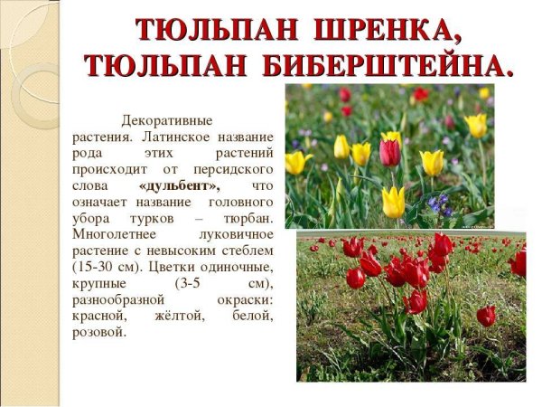 Растение степи тюльпан Шренка