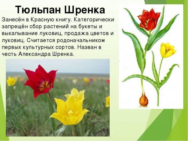 Тюльпаны рисунок