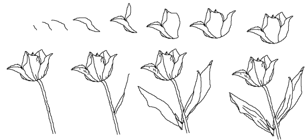 Тюльпан Шренка