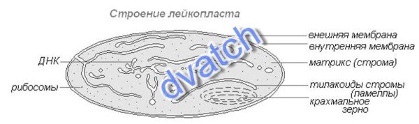 Строение хлоропласта рисунок с подписями и функции