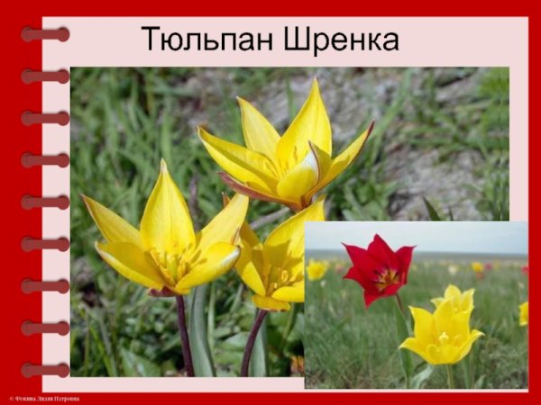Проект тюльпан Шренка
