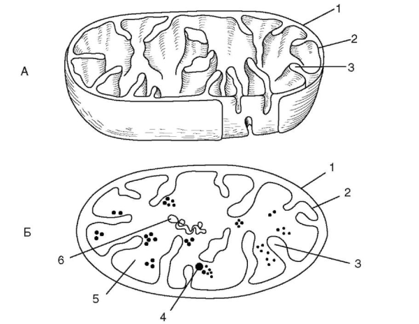 Строение пластид 5 класс