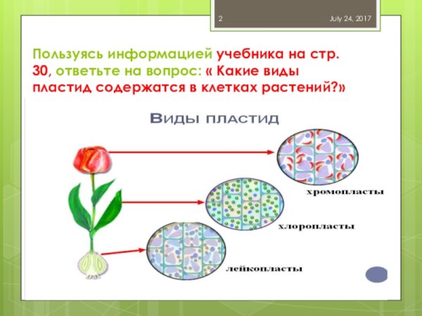 Лейкопласты хлоропласты хромопласты строение и функции