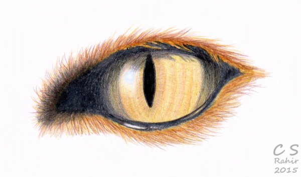 Глаза рисунок