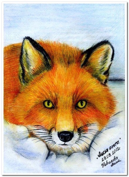 Лиса цветными карандашами