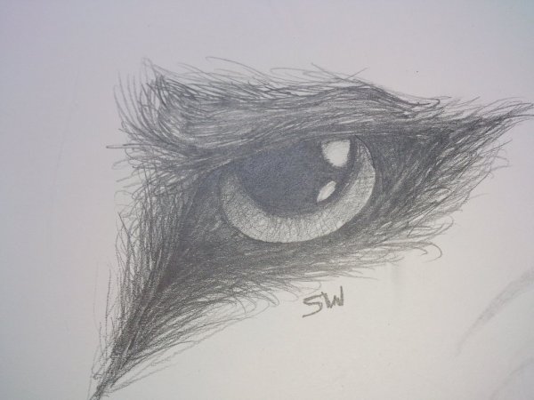Глаза животных карандашом