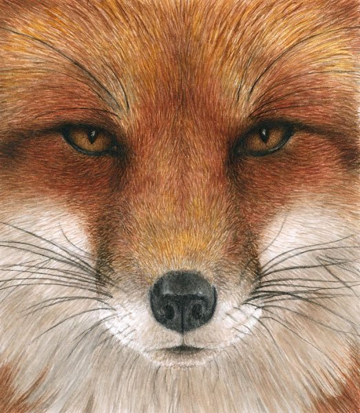 Картина Лисья морда