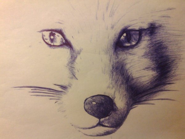 Лиса рисунок