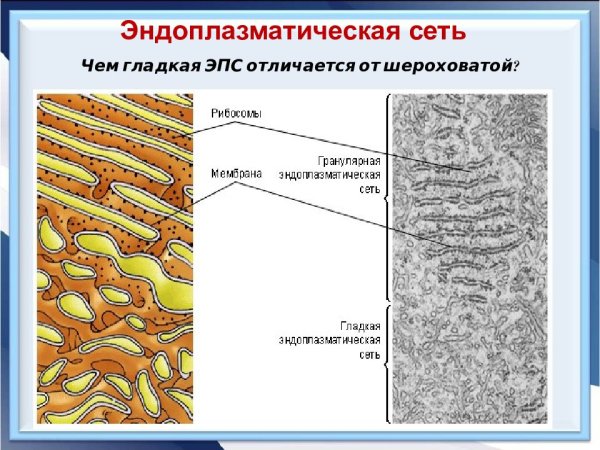 Гладкая и гранулярная эндоплазматическая сеть функции
