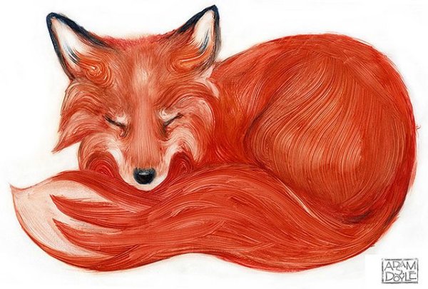 Глаза лисы арт