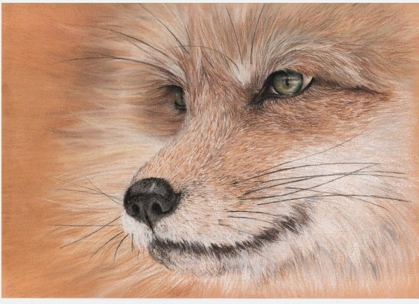 Морда лисы пастелью