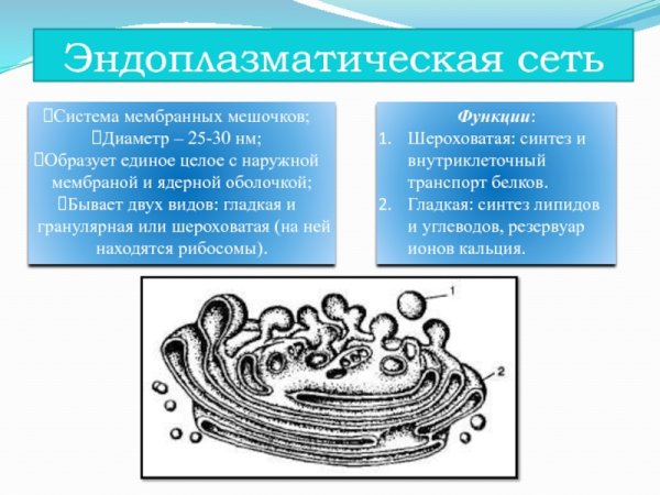 Гладкая и гранулярная эндоплазматическая сеть рисунок