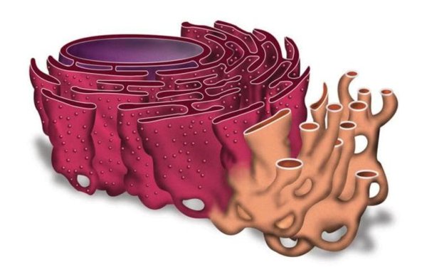 Эндоплазматическая сеть (ретикулум) - ЭПС