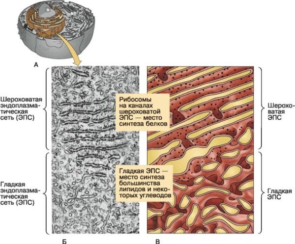 Шероховатая ЭПС строение