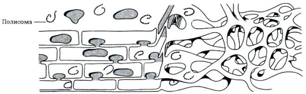 Трехмерная модель ЭПС