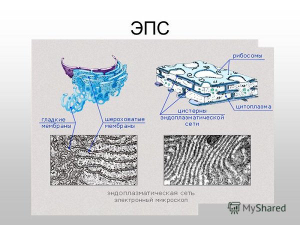 Гладкая эндоплазматическая сеть под микроскопом