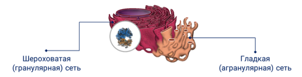 ЭПС строение и функции