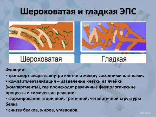 ЭПС ретикулум