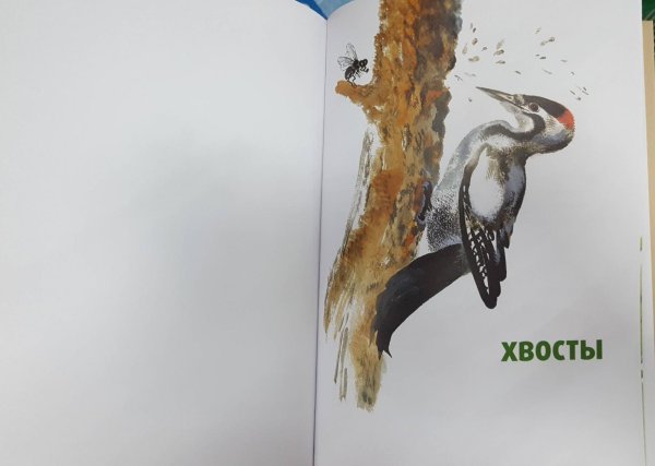 Бианки хвосты иллюстрации