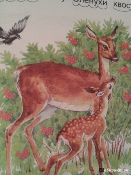 Бианки хвосты оленуха
