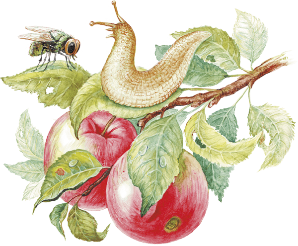 Бианки хвосты иллюстрации