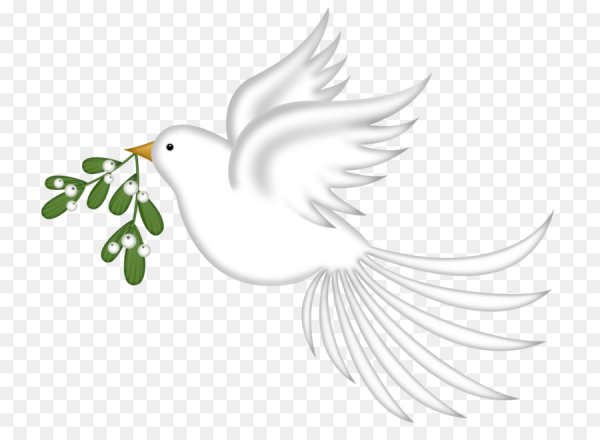 Белый голубь с веточкой