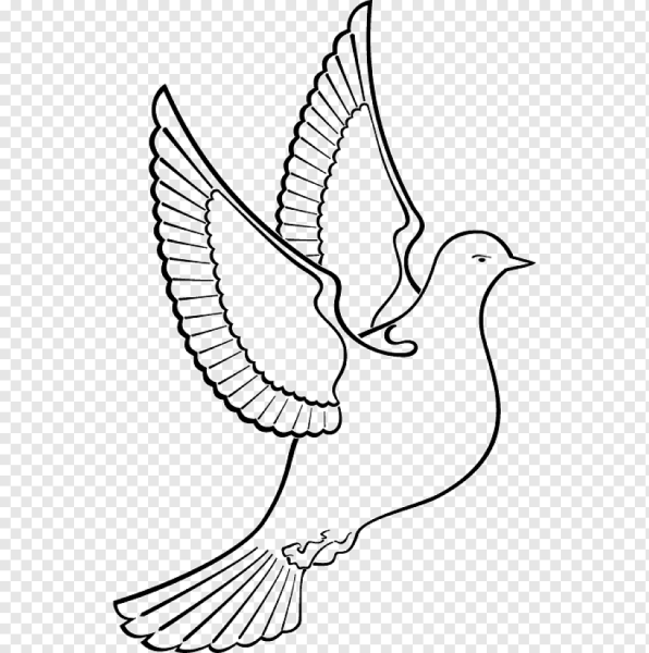 Голубь раскраска