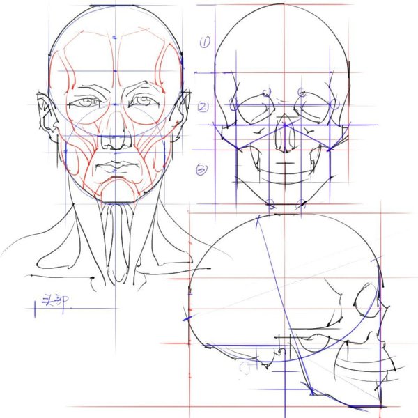 Референсы голова пропорции