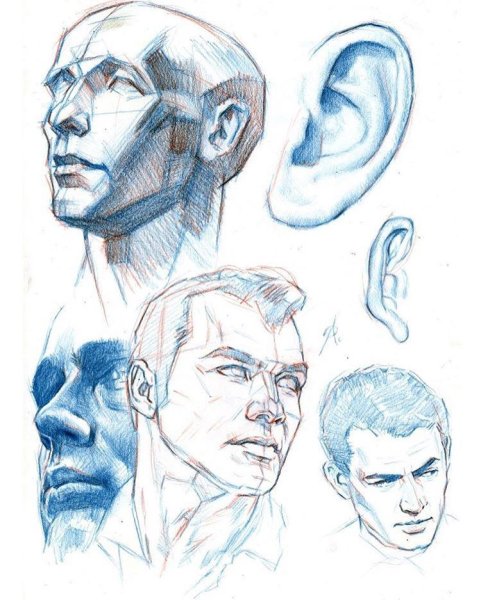 Анатомия головы для художников