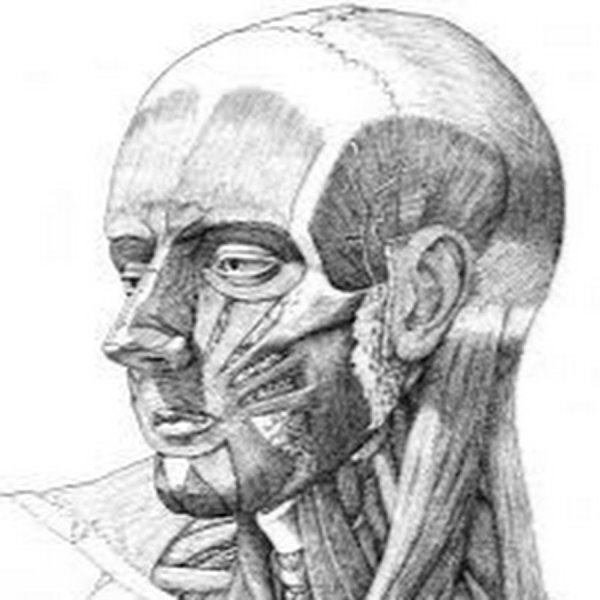 Экорше головы человека