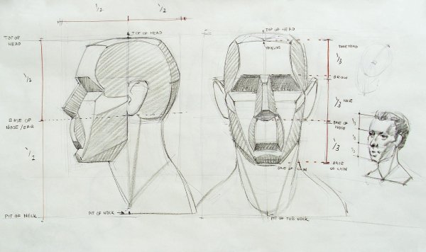 Пропорции головы Баммес