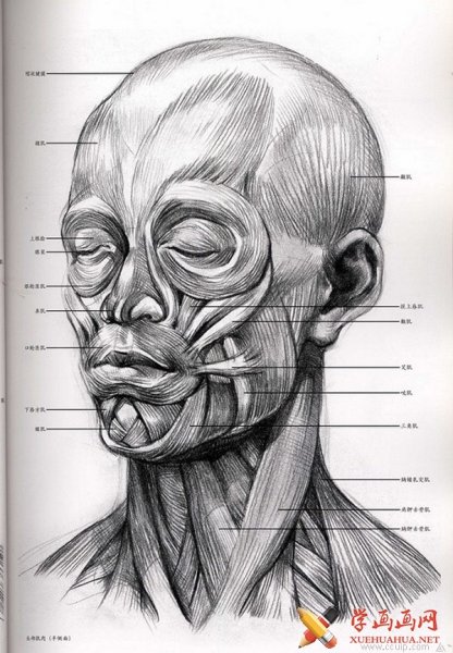 Мышцы головы Баммес