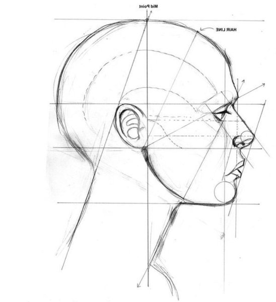 Схема пропорции головы человека в профиль